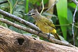 Flavescent Bulbul